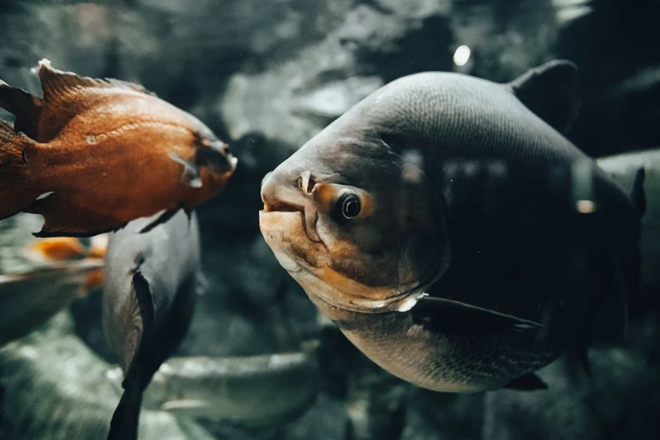 公屋養魚2026全攻略｜魚缸風水、安全與品種推薦