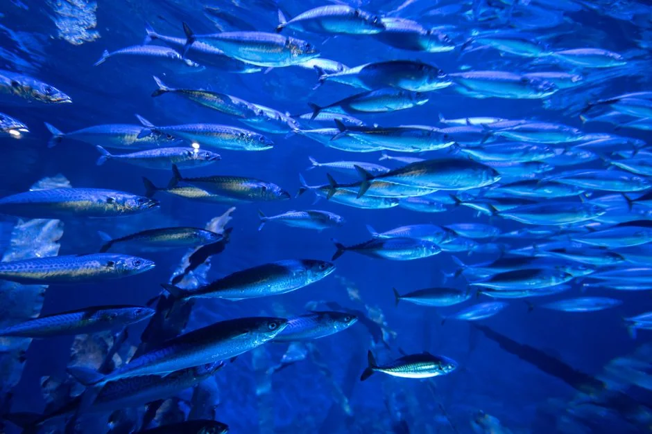 香港觀賞魚購買完整指南2026：旺角金魚街、價錢、新手入門攻略