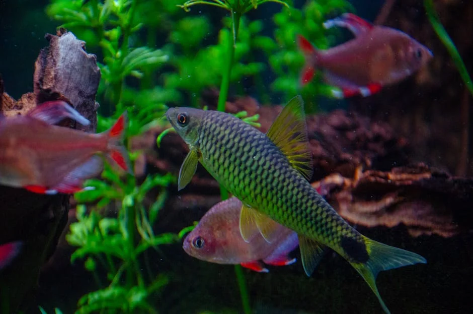 香港觀賞魚用具完整指南2026：魚缸、過濾器、糧食選購攻略