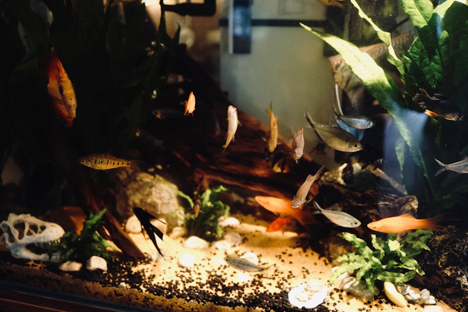 fish 2