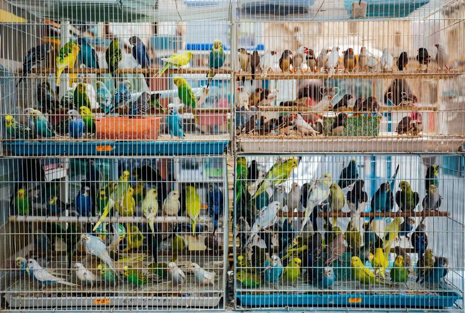 香港購買文鳥金絲雀完整指南：旺角雀鳥街、價格與注意事項