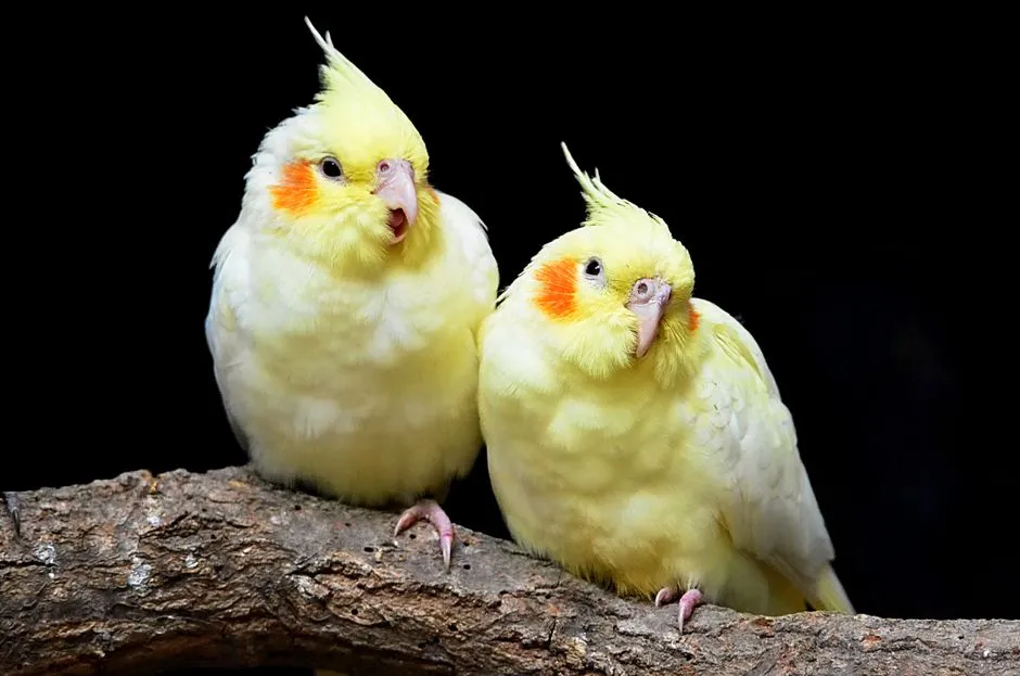 文鳥金絲雀常見疾病與健康指南：香港飼主必讀