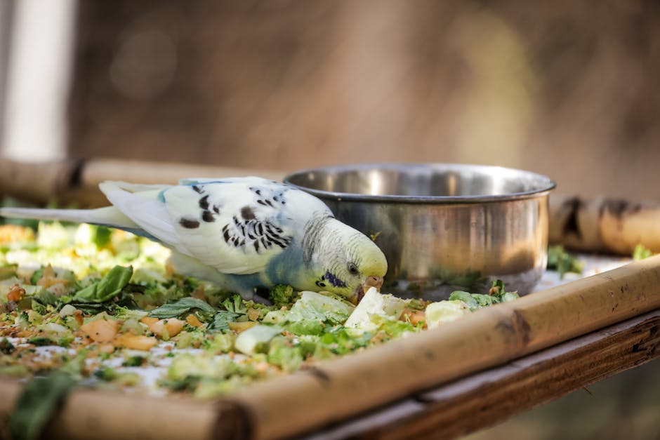 香港寵物鳥飲食指南：種子、水果、蔬菜的營養搭配
