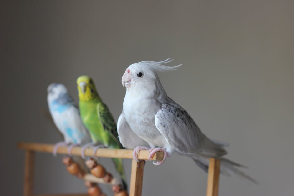 bird 2