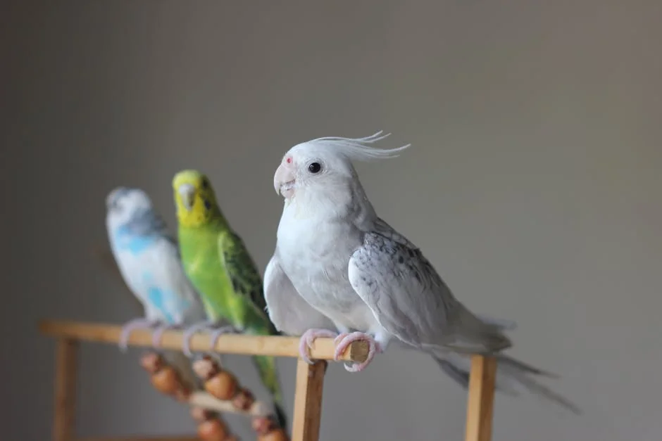鸚鵡