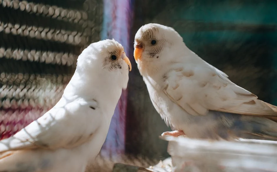 寵物鳥檢查