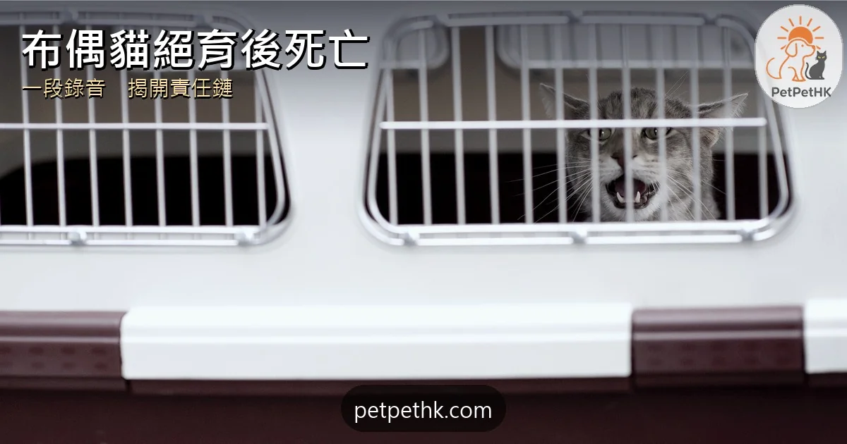 東張西望｜布偶貓妮妮絕育後死亡全紀錄：診所、顧問、告密者的責任鏈｜2026