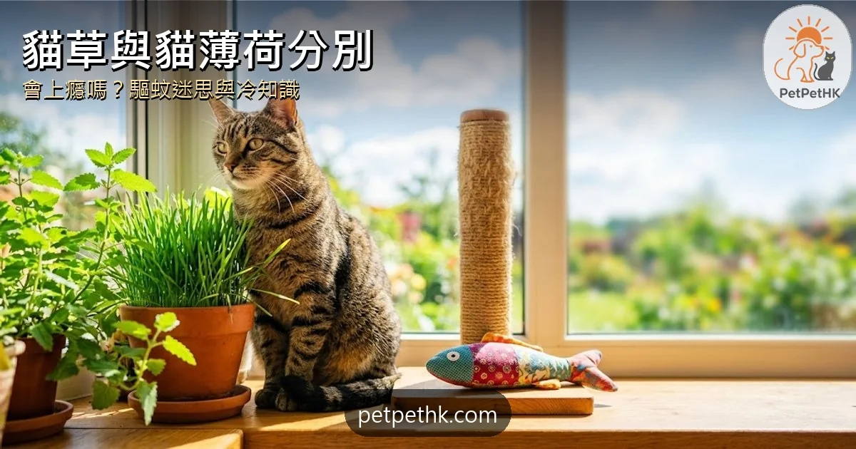 貓草與貓薄荷有何分別？｜會令貓上癮嗎、驅蚊迷思與5個貓科冷知識｜2026