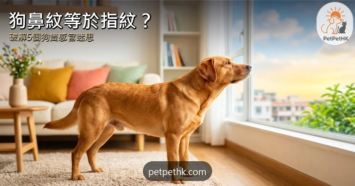 狗鼻紋等於指紋？｜狗狗感官5大冷知識：嗅覺、色覺、搖尾與散熱迷思｜2026