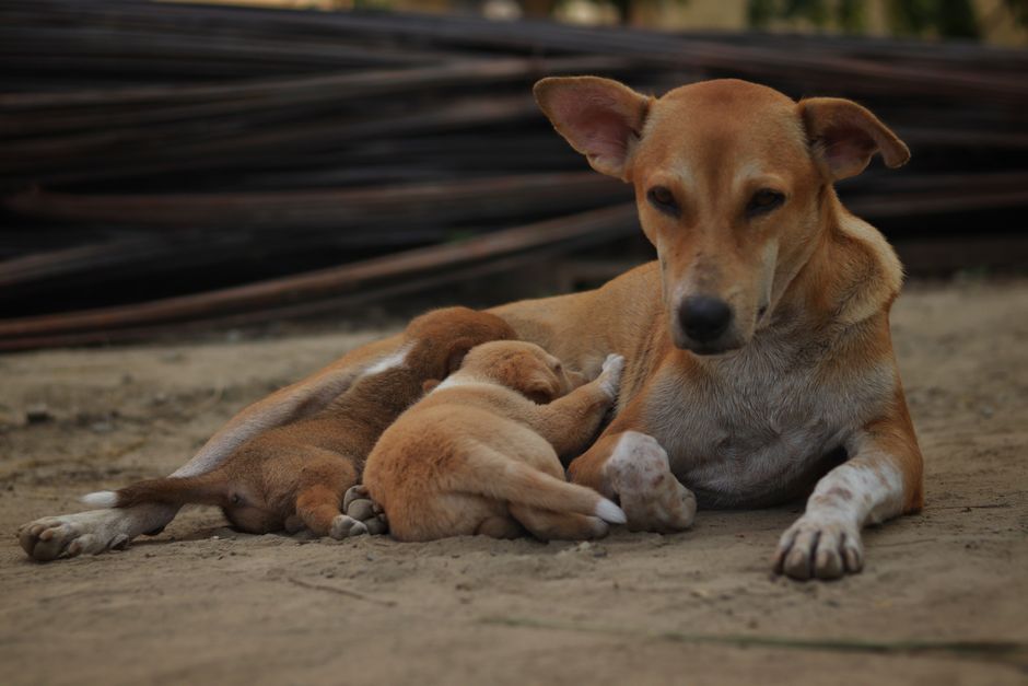 屯門狗仔沖涼全攻略｜不同犬種洗澡注意事項（長毛vs短毛）