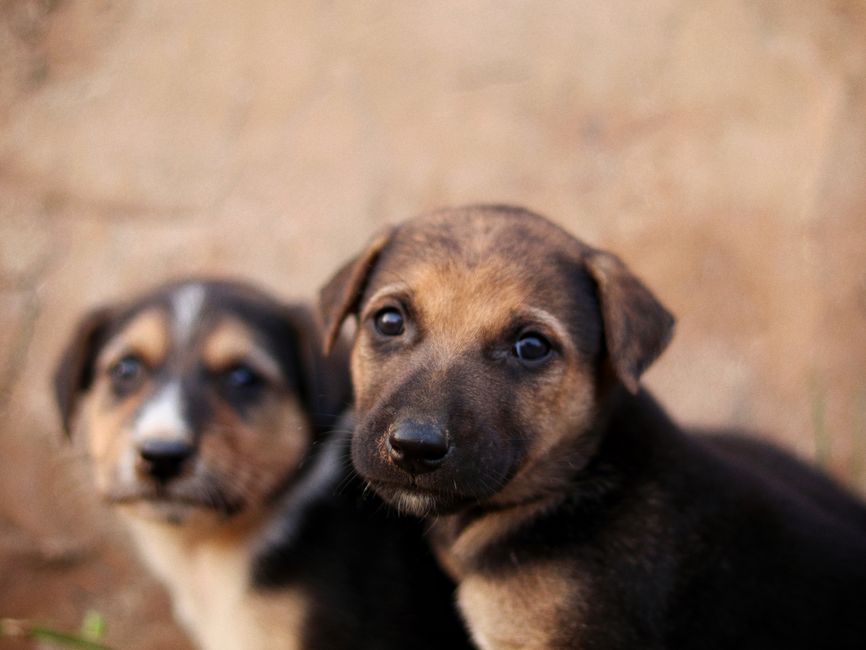 老年犬照顧指南：讓毛孩安享晚年