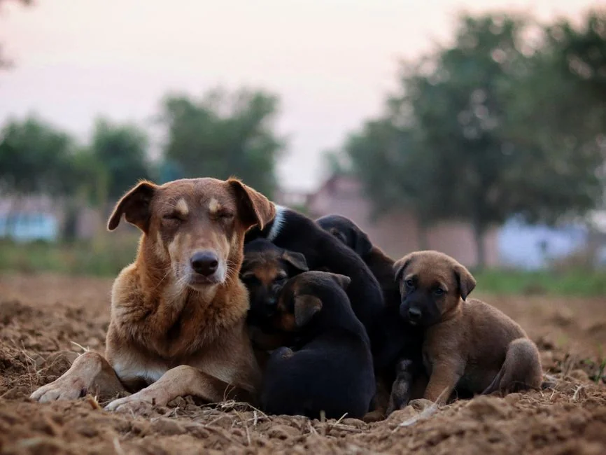 埃塞俄比亞狂犬病悲劇：小鎮被迫殺死數百隻狗