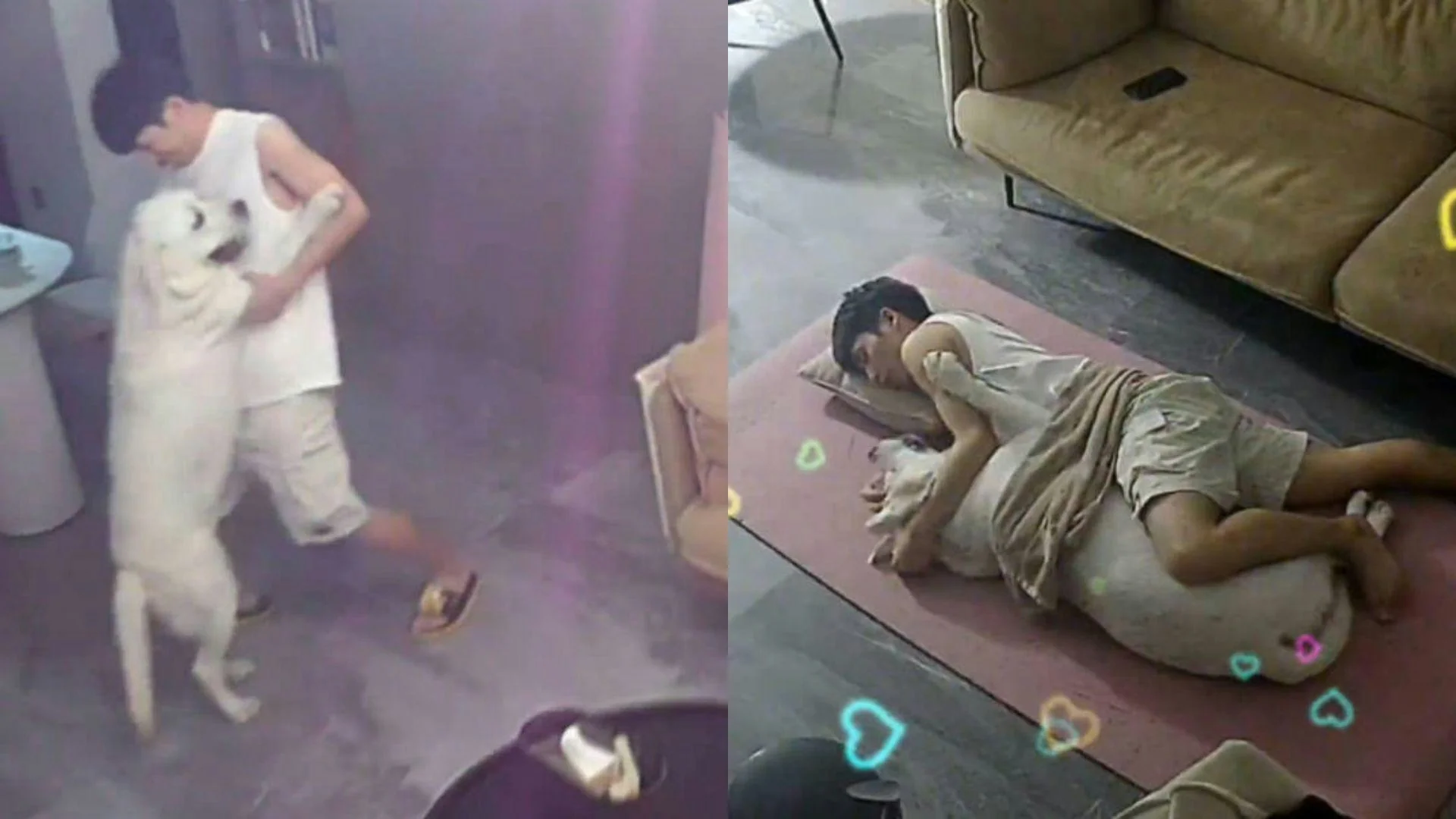 屯門狗狗散步熱點推薦：12個最受歡迎的遛狗地點