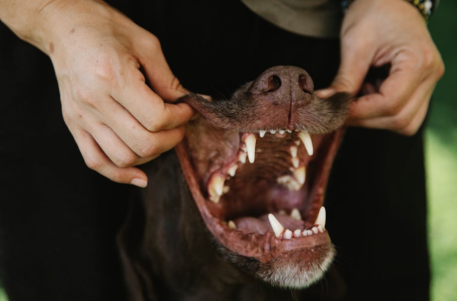dog 3