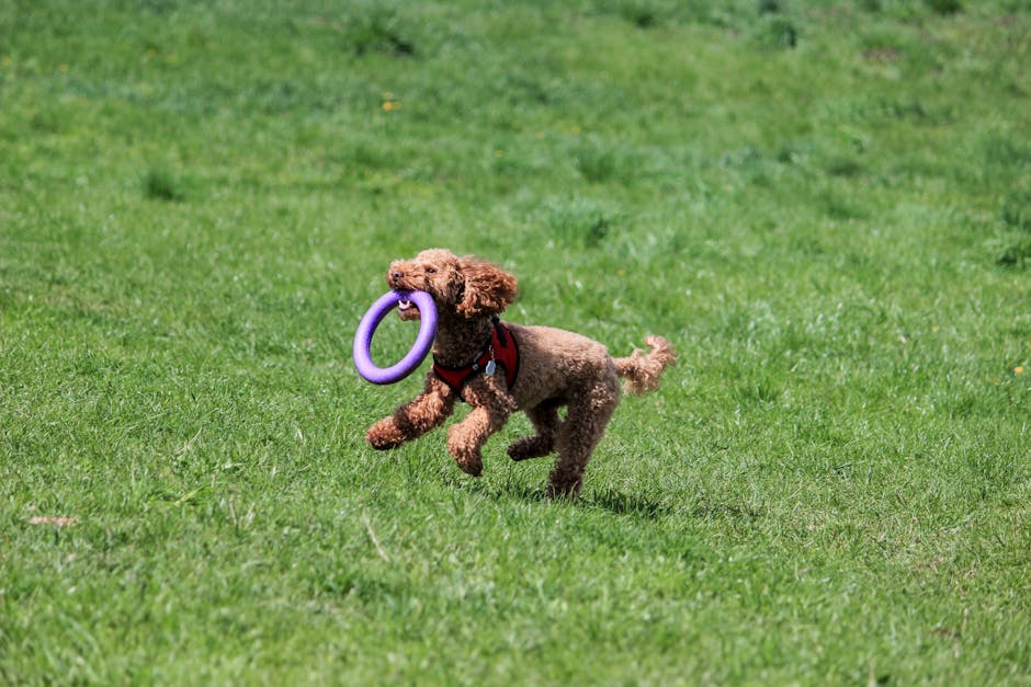 dog 2