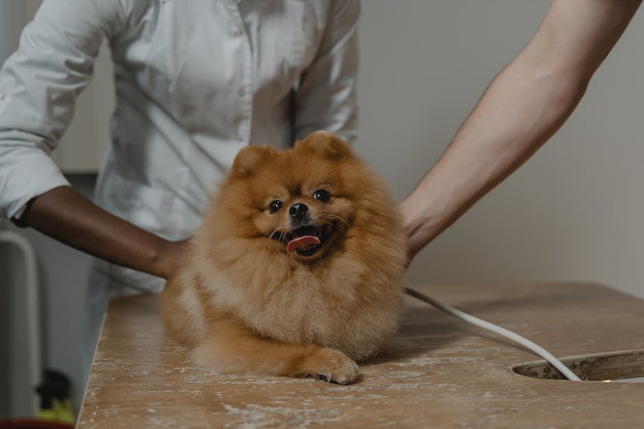 dog 3