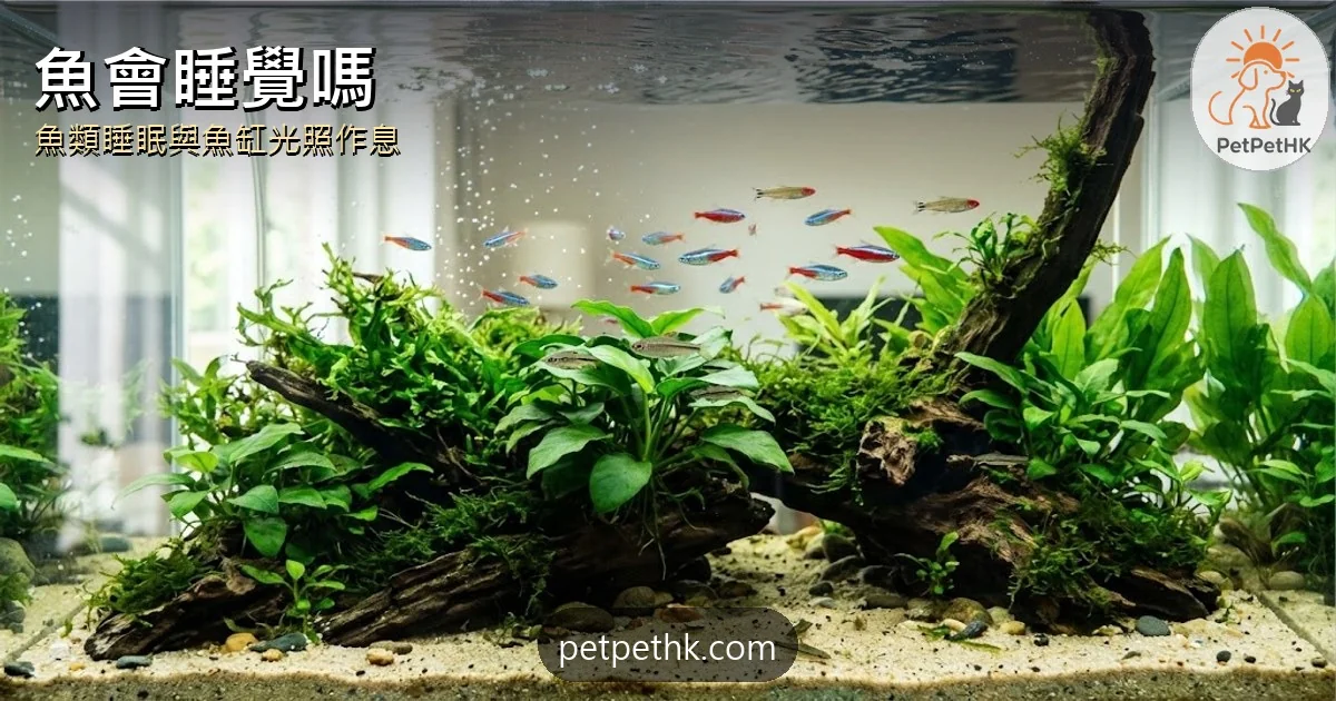 魚會睡覺嗎？｜魚沒有眼皮、黏液睡袋與魚缸長開燈爭議、5個魚類睡眠冷知識｜2026