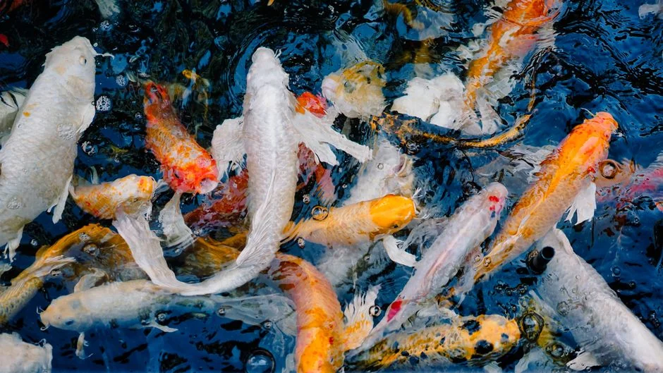 香港養魚入門:金魚、熱帶魚還是海水魚?