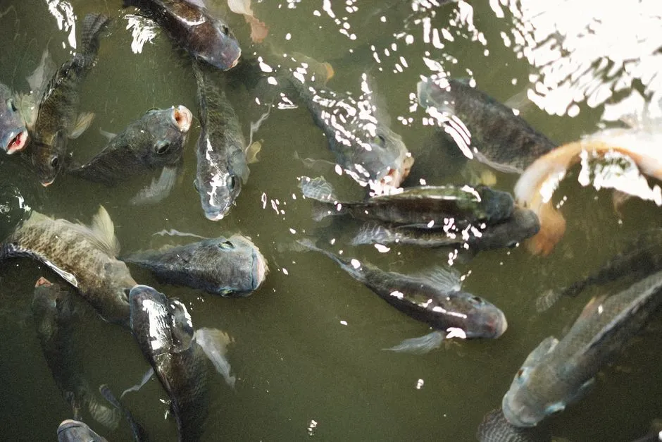 新手推薦魚種：容易養活的熱帶魚