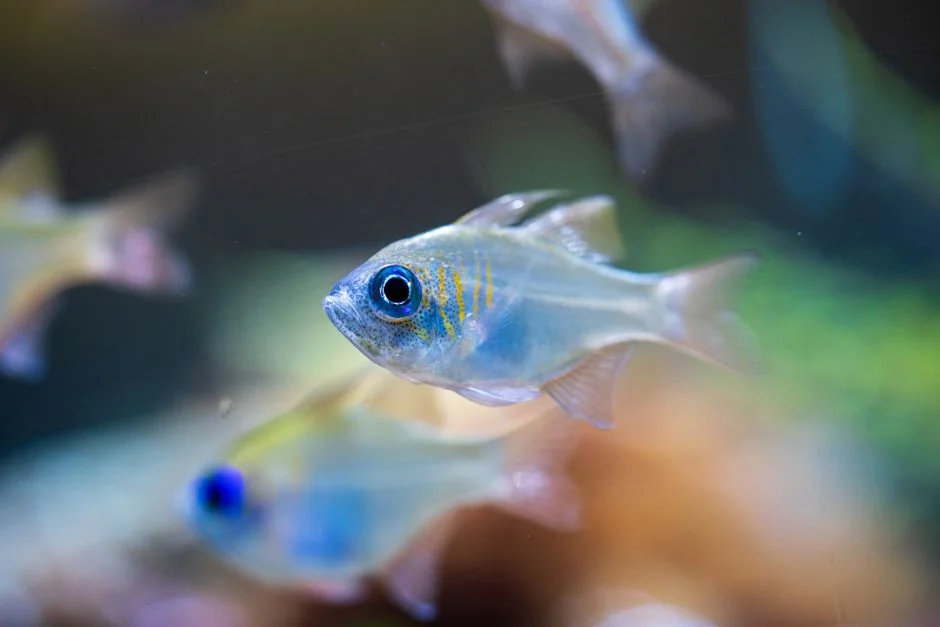 2026最喜愛龍魚品種排名 Top 6(香港篇)
