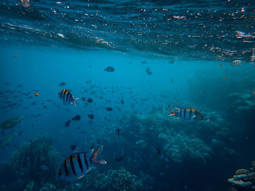 屯門水族用品店指南：魚缸、魚糧、水草、器材邊度買？