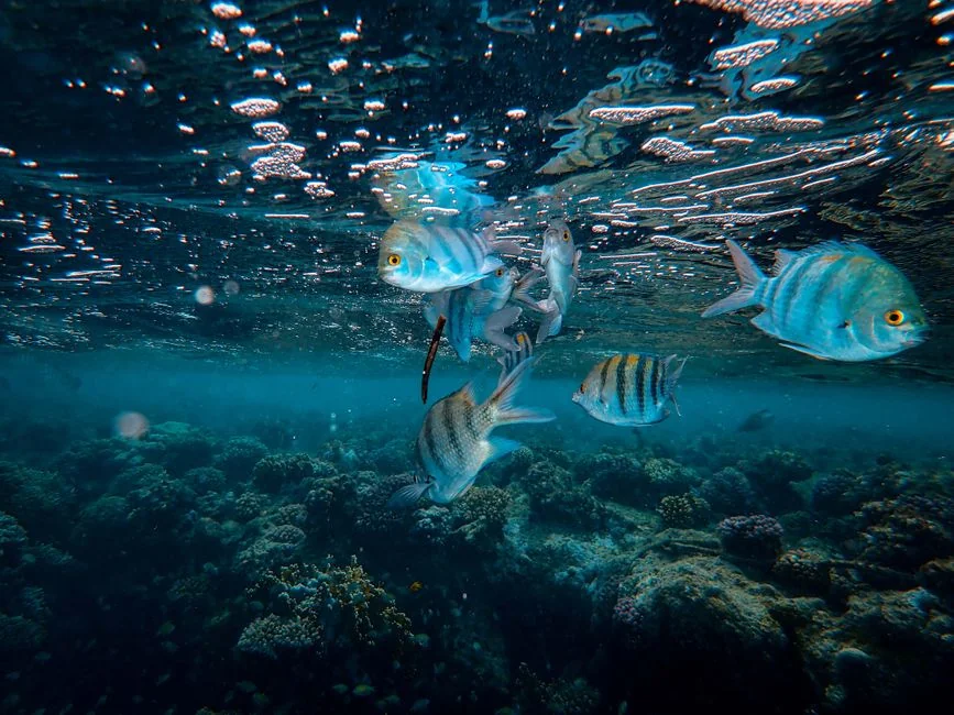 觀賞魚群游行為：為什麼魚會一起游動？【各地叫法】