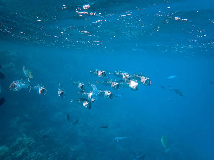 新手養魚常見錯誤：避免這些致命失誤