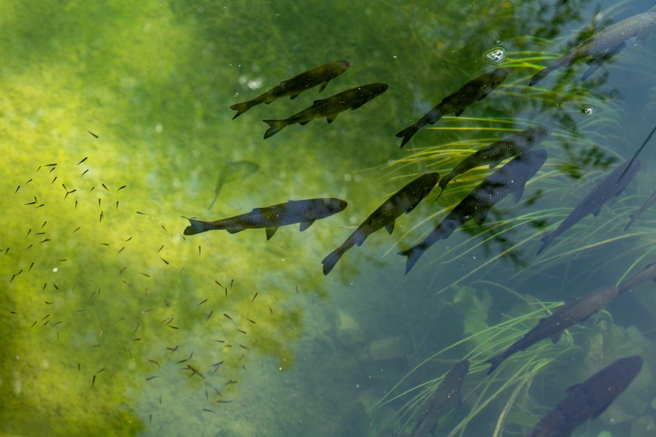 新手養魚常見錯誤：避免這些致命失誤