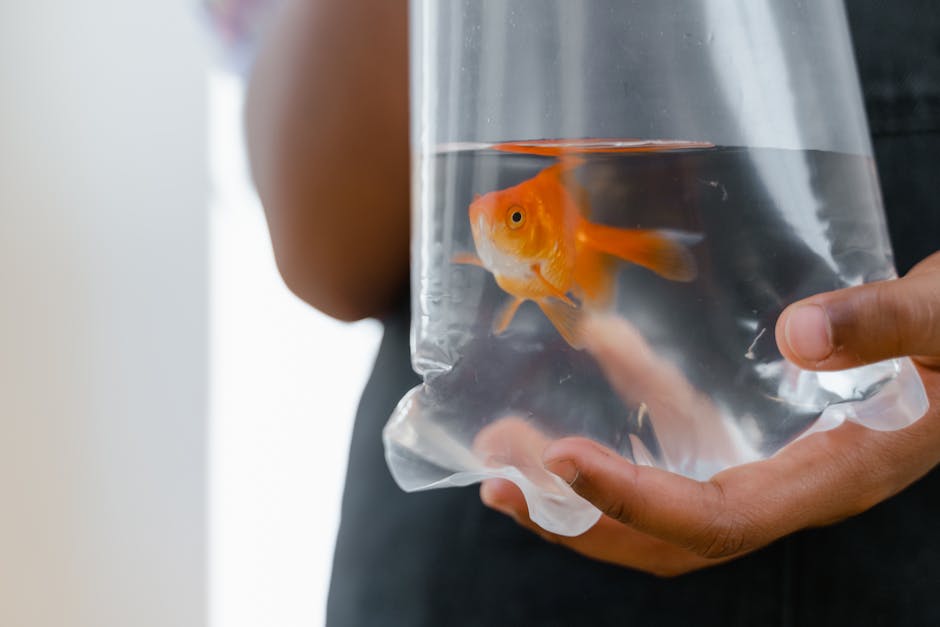香港觀賞魚飼養指南：水質管理與日常維護技巧