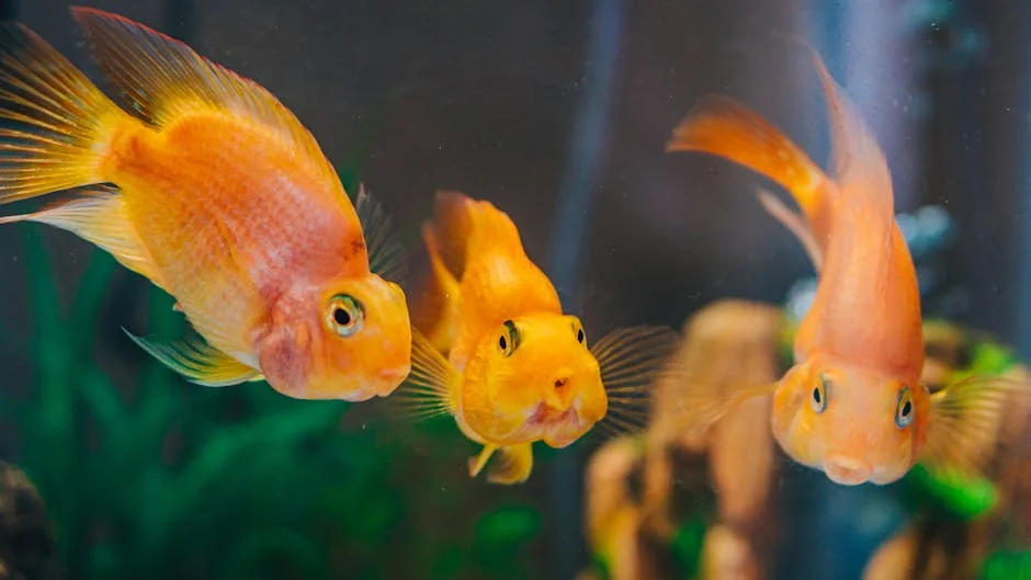 水族過濾系統