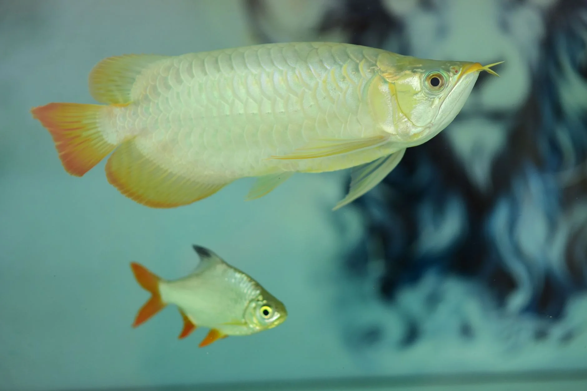 香港購買熱帶魚完整指南：旺角水族店、品種與價格（2026）
