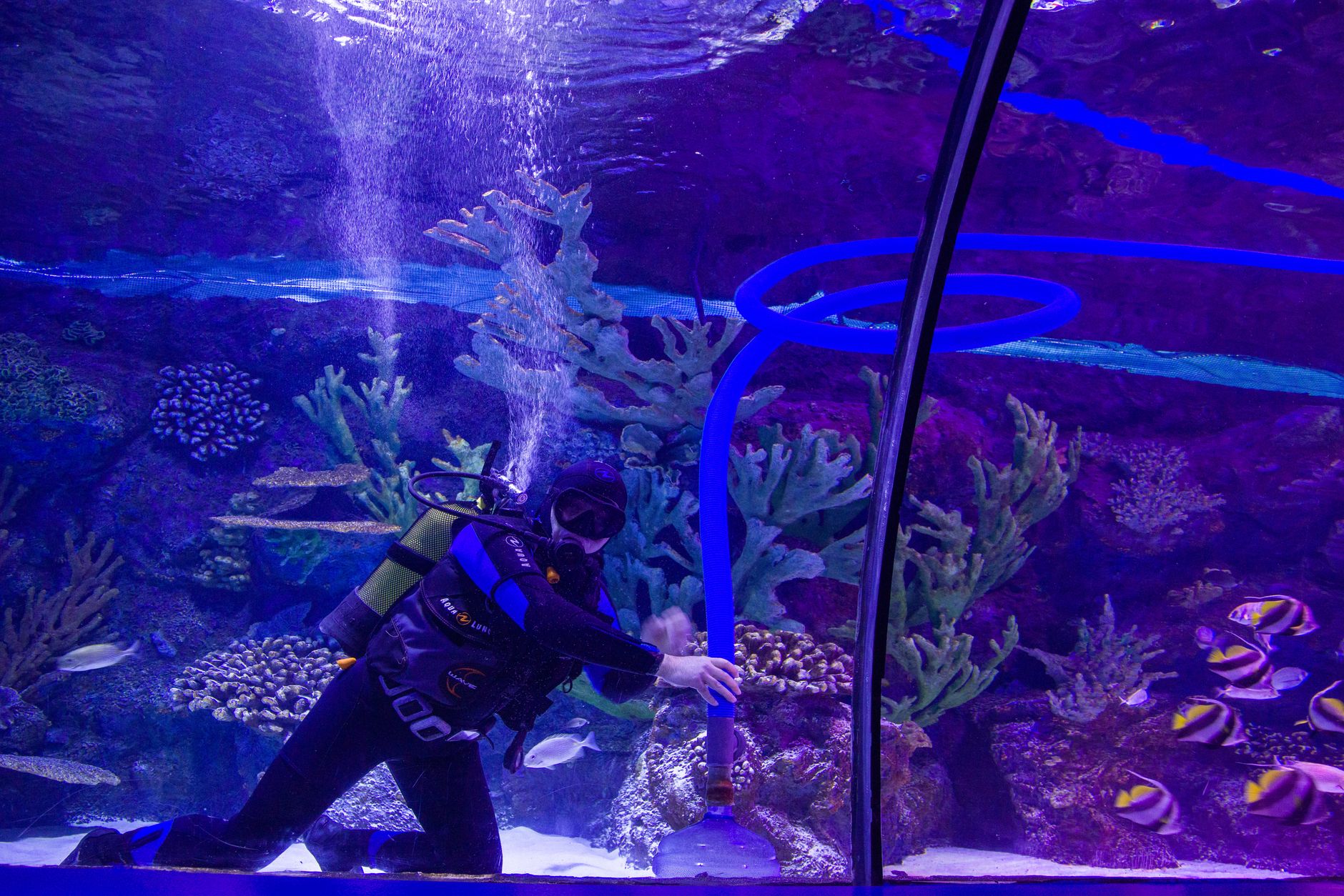 魚缸水質係餵水果俾魚嘅最大考量，殘渣必須定時撈走
