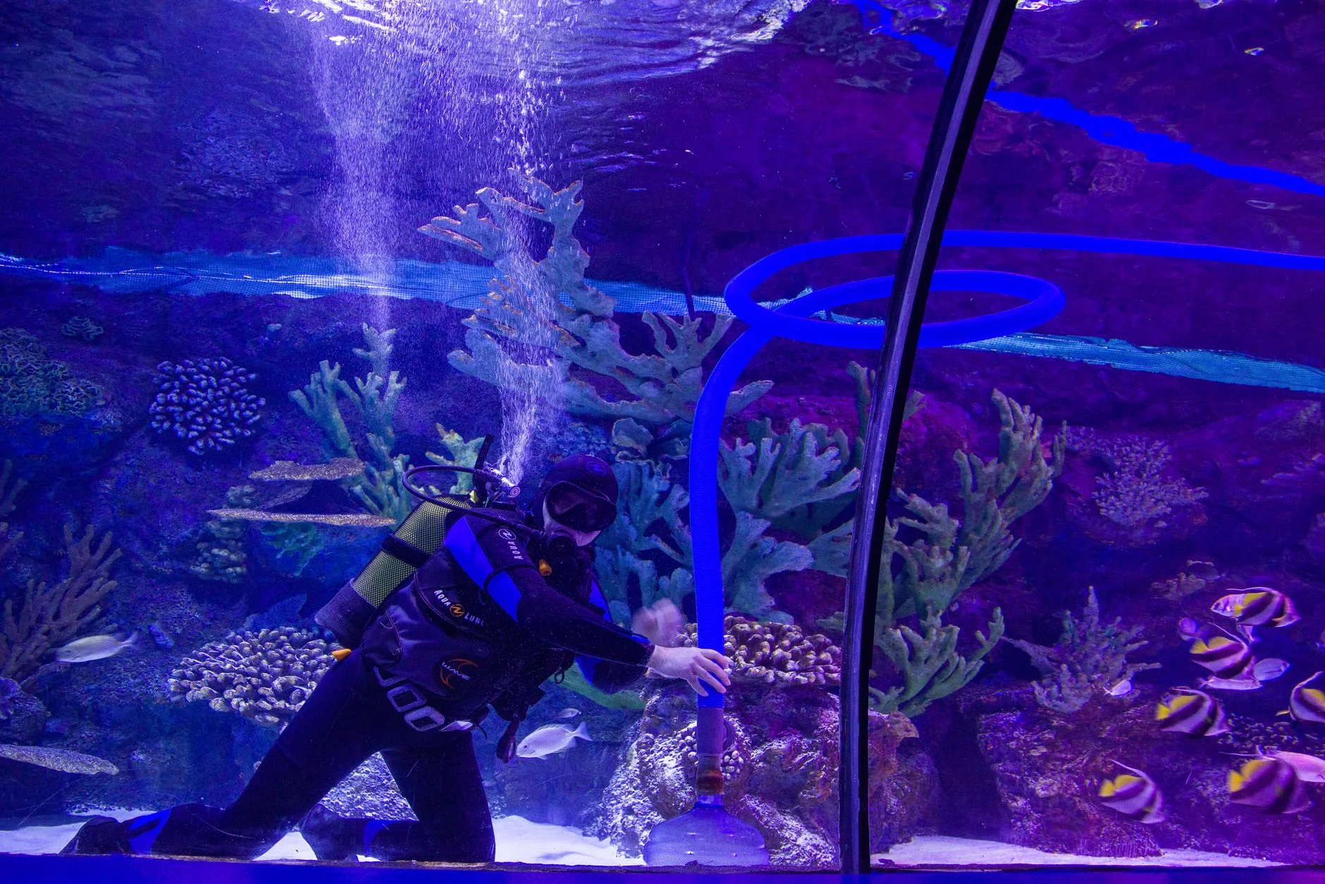 香港水族箱設置與水草完整指南：打造美麗的熱帶魚水族箱