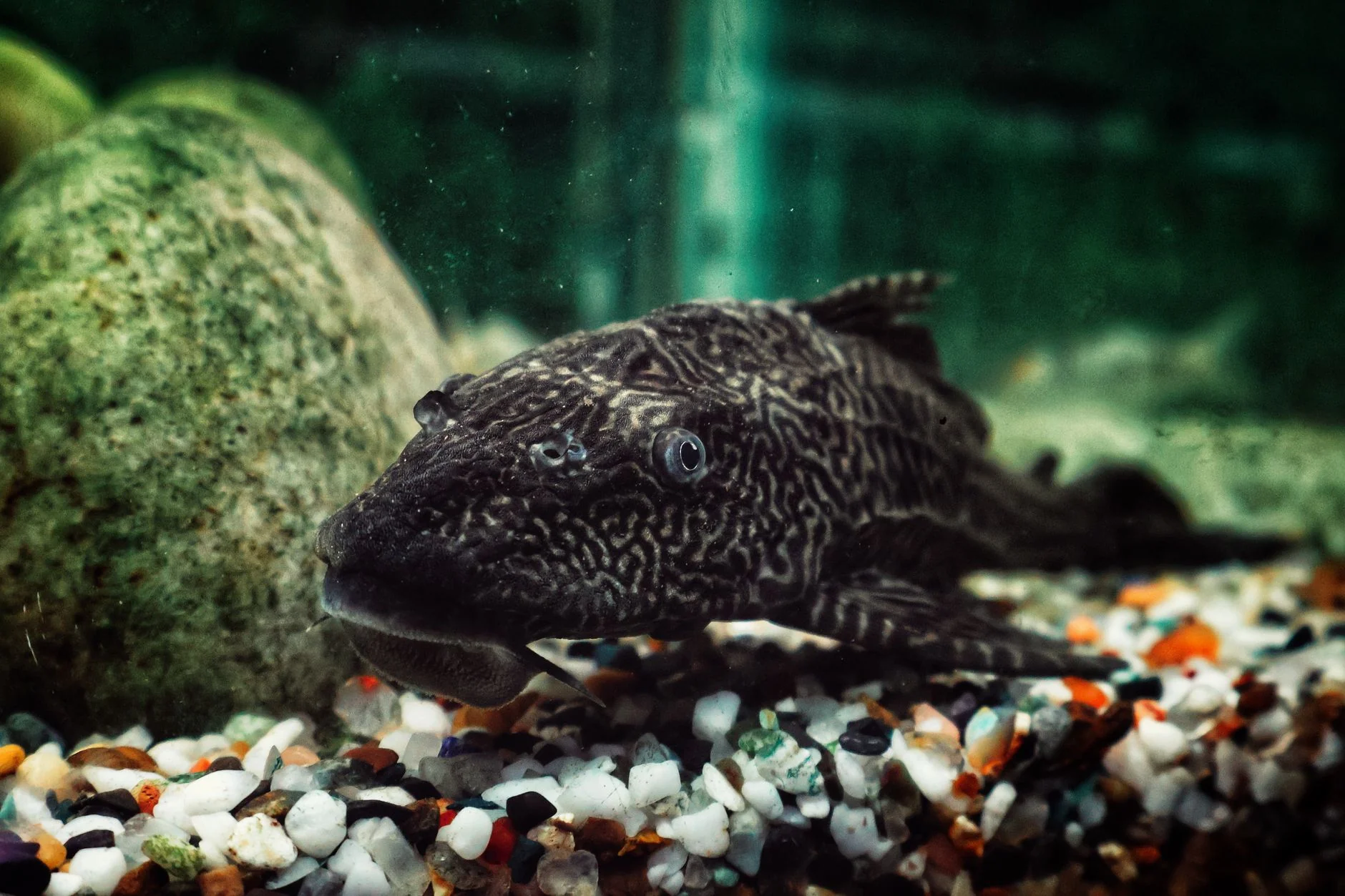 香港購買觀賞蝦蟹完整指南：旺角水族店、價格與注意事項