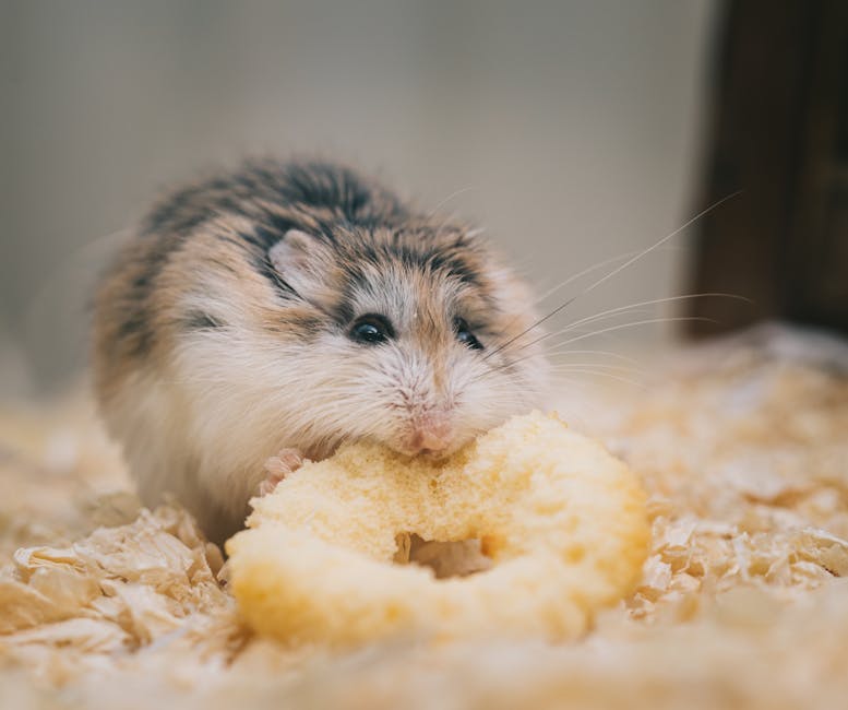 hamster 2