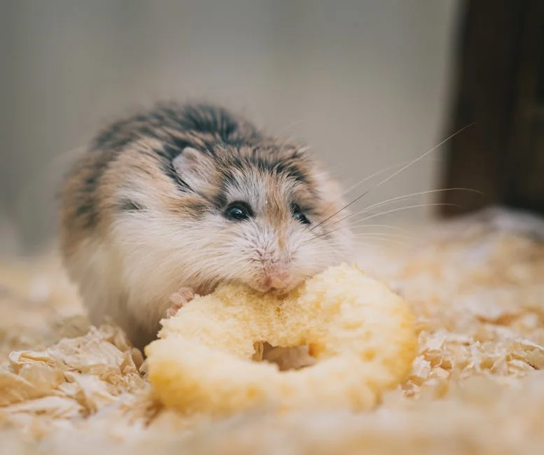 倉鼠糧食