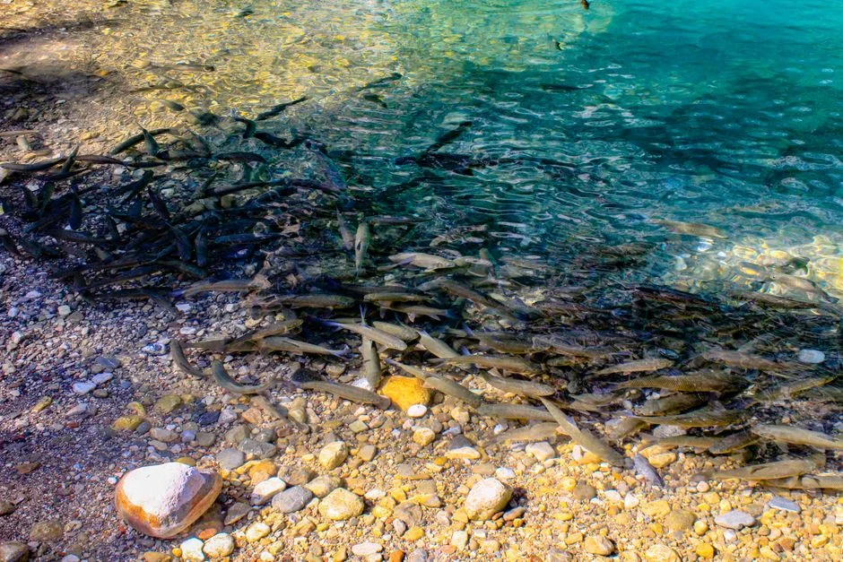 香港水族箱設置指南：新手養魚的完整步驟【2026最新】