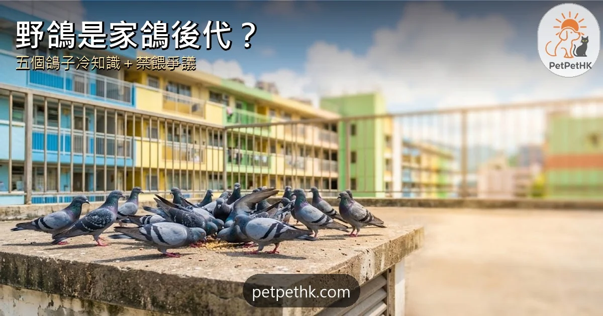 香港野鴿冷知識2026｜牠是家鴿後代？五個鴿子冷知識、禁餵爭議與禽流感風險