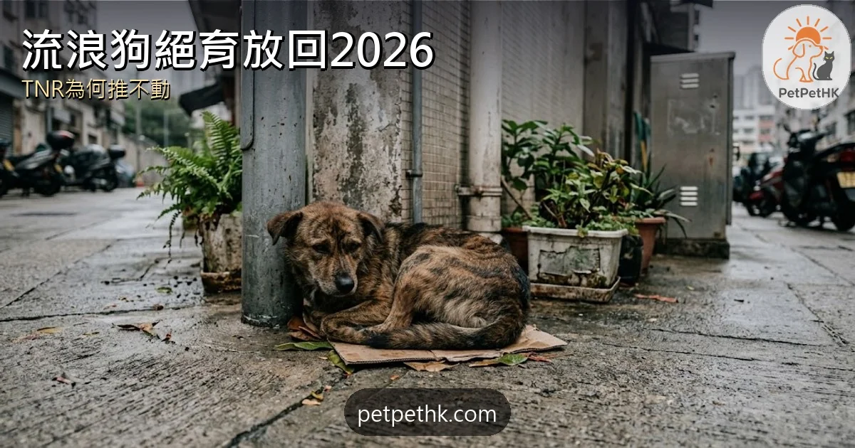 流浪狗絕育放回2026｜TNR為何推不動、漁護署反駁撲殺論與安置出路