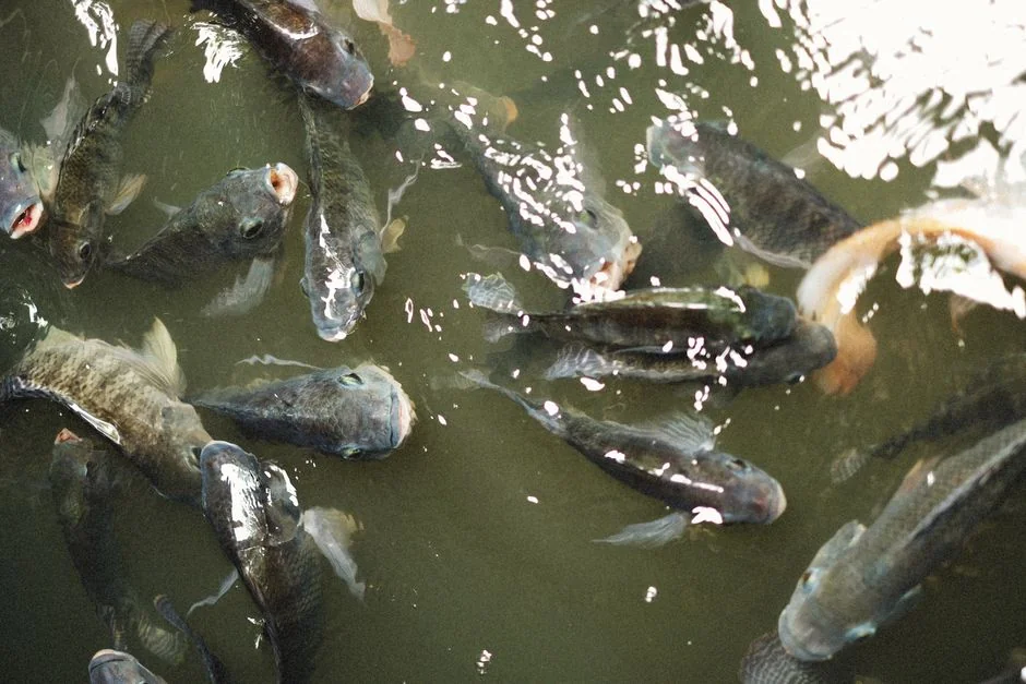 香港熱帶魚品種推薦：適合新手的10種觀賞魚