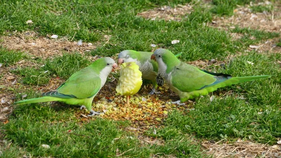 Parrot Food