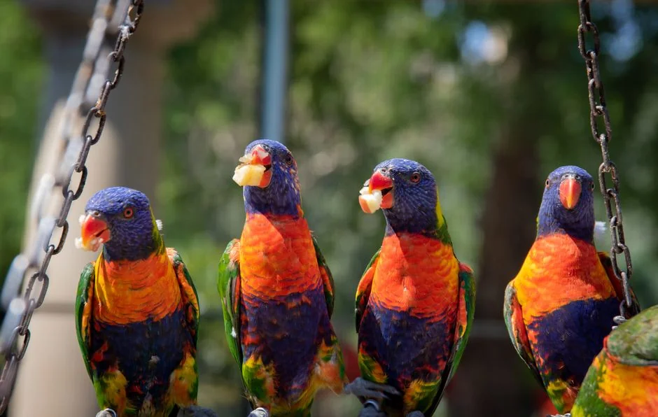 Parrot Food