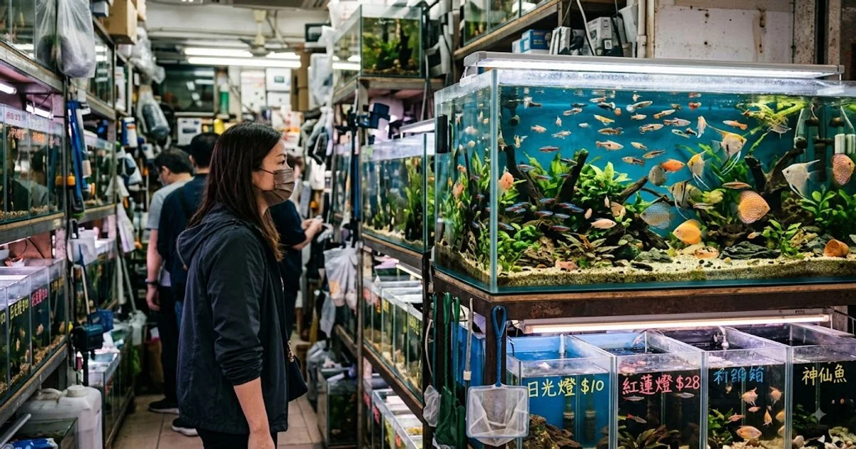 香港購買熱帶魚完整指南：旺角水族店、品種與價格（2026）