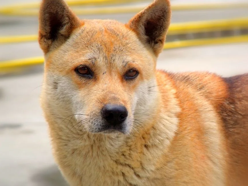 動物保護團體慶祝法案通過