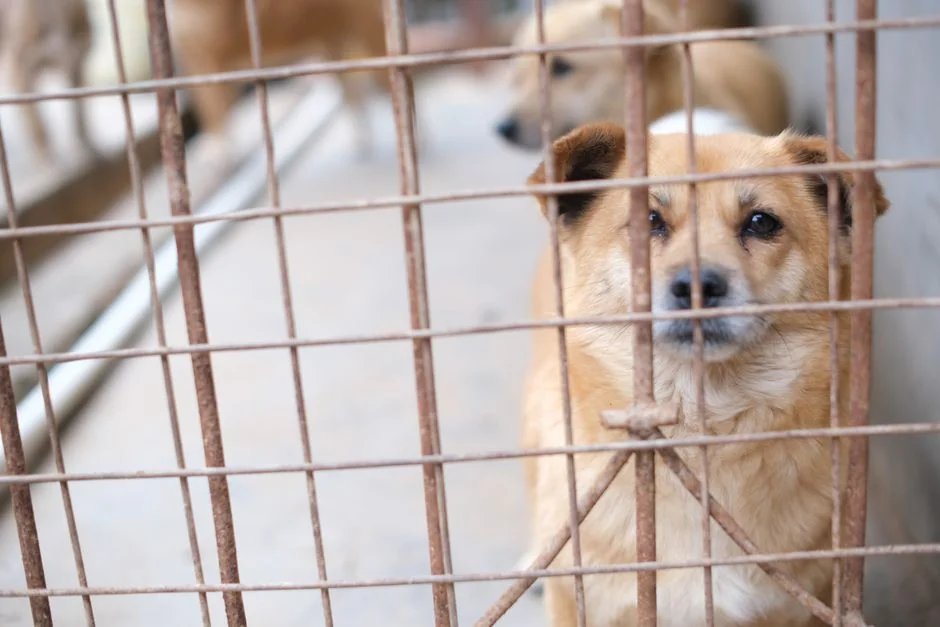 韓國的寵物犬