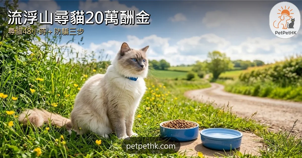 貓走失尋回2026｜流浮山布偶貓20萬酬金 尋貓48小時步驟、懸紅與防騙全攻略