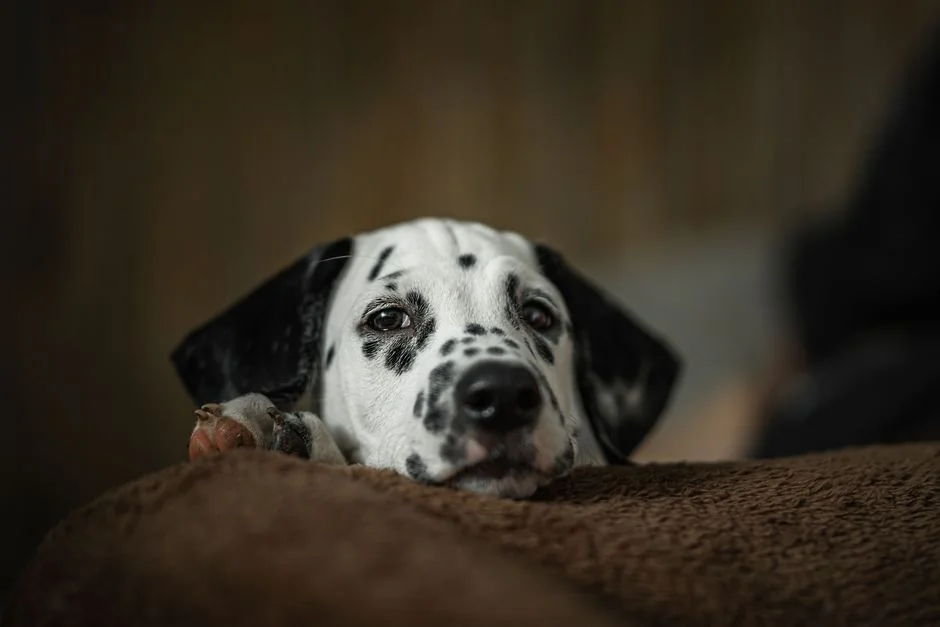 美國男童險遭黑熊襲擊：忠犬衝出狠咬熊臀，捨身護主感動全球
