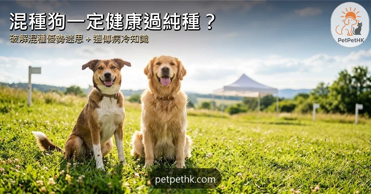 混種狗（米克斯）一定比純種狗健康？｜破解混種優勢迷思與5個遺傳病冷知識｜2026