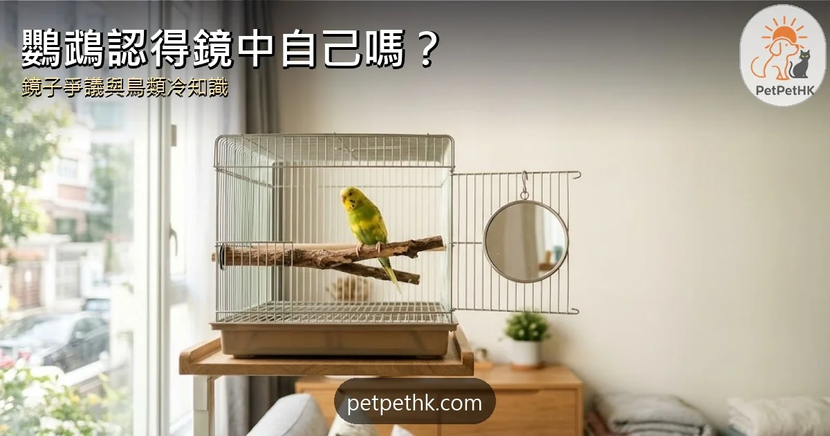 鸚鵡需要鏡子嗎？｜鏡子爭議、自我識別研究與5個鳥類冷知識｜2026