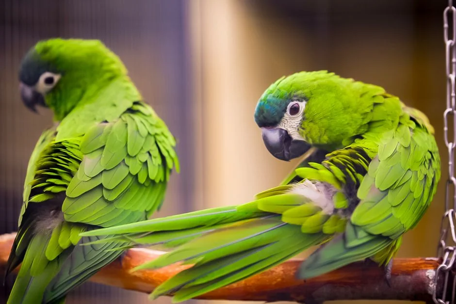 鸚鵡健康檢查費用｜香港獸醫收費一覽＋檢查項目